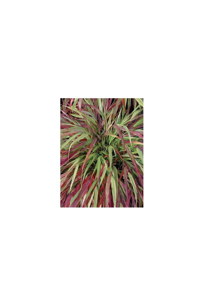 Hakonechloa 'Beni Kaze' | Hakonechloa macra