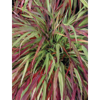 Hakonechloa 'Beni Kaze' | Hakonechloa macra