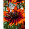 Rudbekia 'Happy SmileyZ' | Rudbeckia