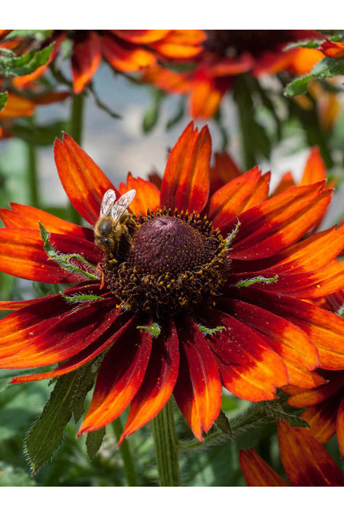 Rudbekia 'Happy SmileyZ' | Rudbeckia