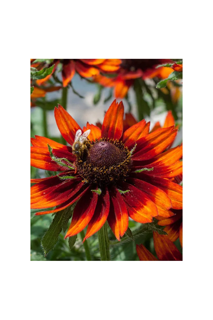 Rudbekia 'Happy SmileyZ' | Rudbeckia