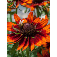 Rudbekia 'Happy SmileyZ' | Rudbeckia