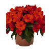 Niecierpek nowogwinejski 'Magnum Fire' div class'lat' Impatiens /div