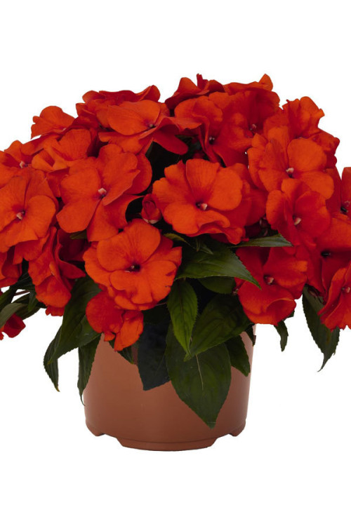Niecierpek nowogwinejski 'Magnum Fire' div class'lat' Impatiens /div