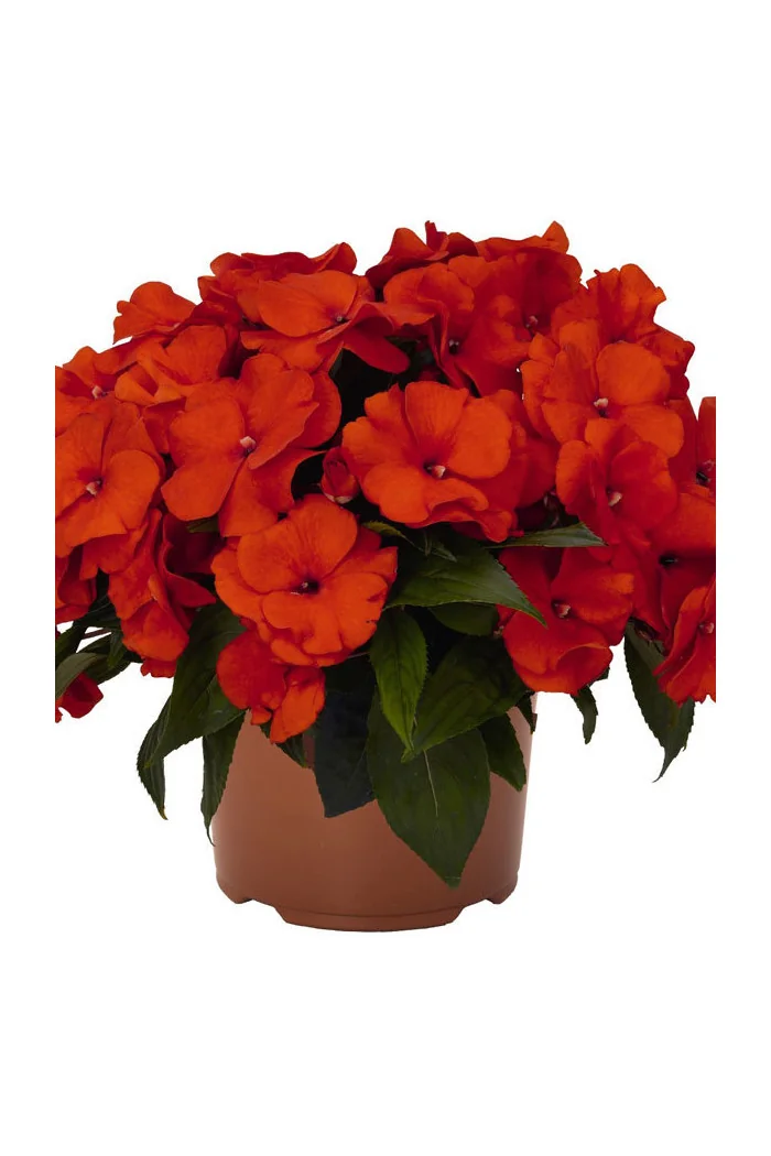 Niecierpek nowogwinejski 'Magnum Fire' div class'lat' Impatiens /div