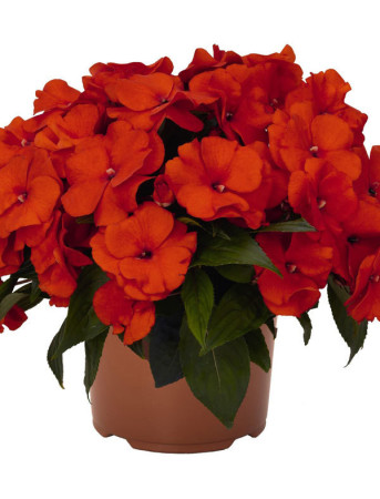 Niecierpek nowogwinejski 'Magnum Fire' div class'lat' Impatiens /div