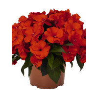 Niecierpek nowogwinejski 'Magnum Fire' div class'lat' Impatiens /div