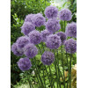 Czosnek 'Gladiator' Allium