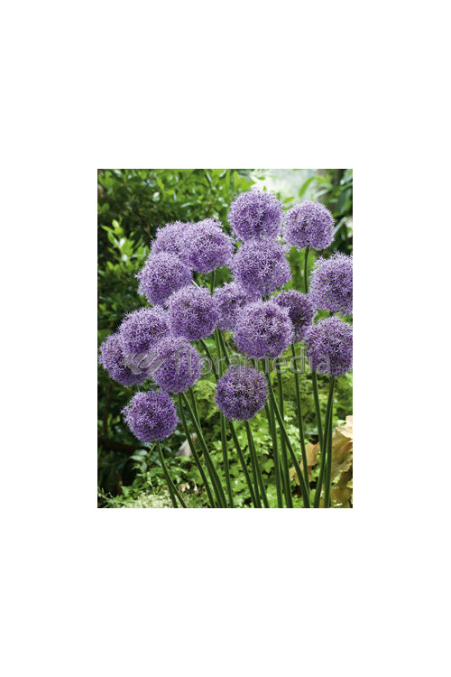 Czosnek 'Gladiator' Allium