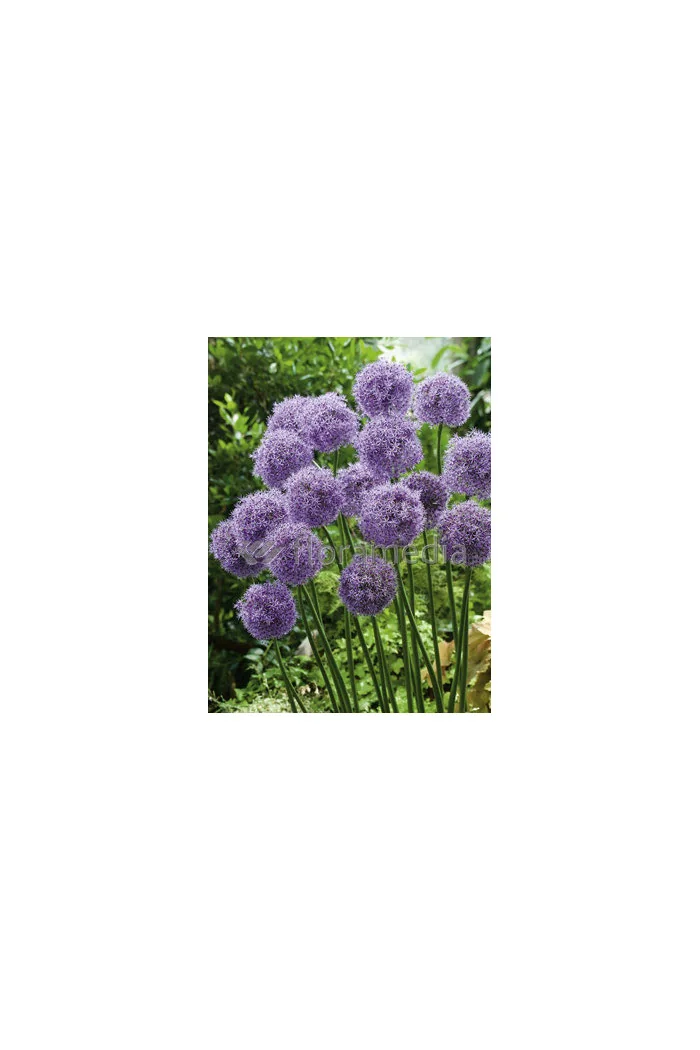 Czosnek 'Gladiator' Allium