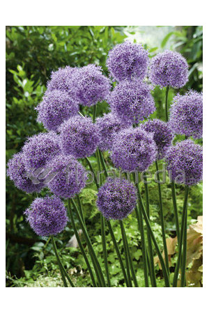 Czosnek 'Gladiator' Allium