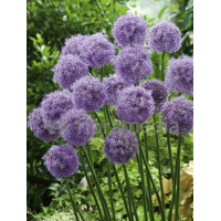 Czosnek 'Gladiator' Allium