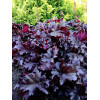 Żurawka 'Midnight Ruffles' Heuchera