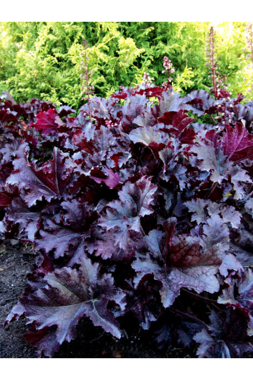 Żurawka 'Midnight Ruffles' Heuchera