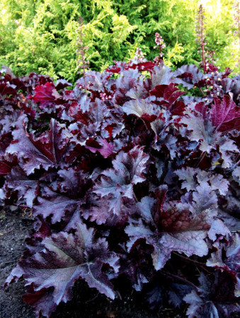 Żurawka 'Midnight Ruffles' Heuchera