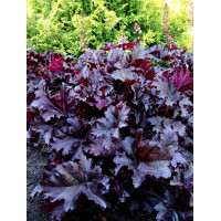 Żurawka 'Midnight Ruffles' Heuchera