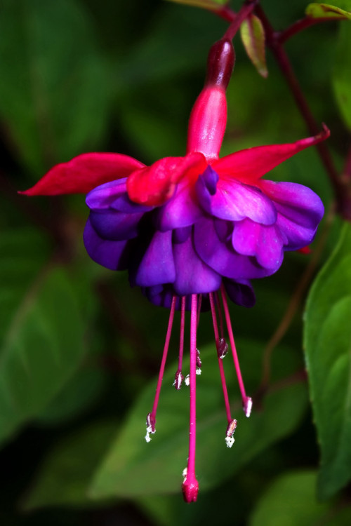 Fuksja 'Royal Velvet'