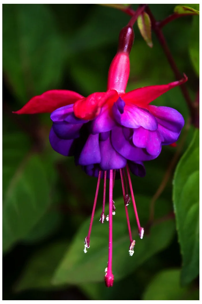 Fuksja 'Royal Velvet'