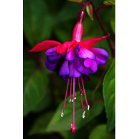 Fuksja 'Royal Velvet'