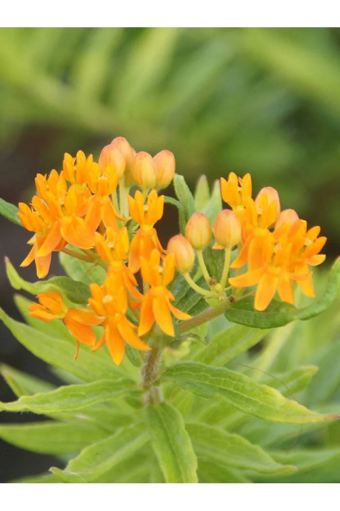 Trojeść, Asclepias