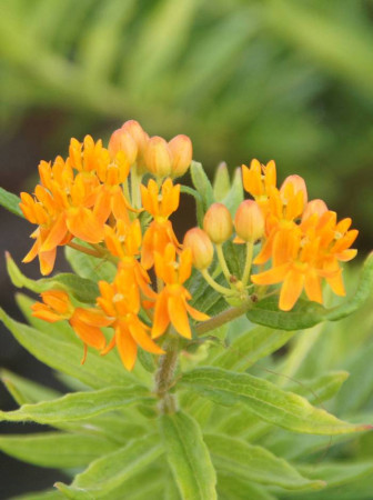 Trojeść, Asclepias