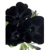 Sweetunia 'Black Mamba' div class'lat' Sweetunia /div