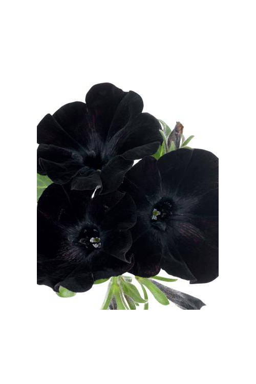 Sweetunia 'Black Mamba' div class'lat' Sweetunia /div