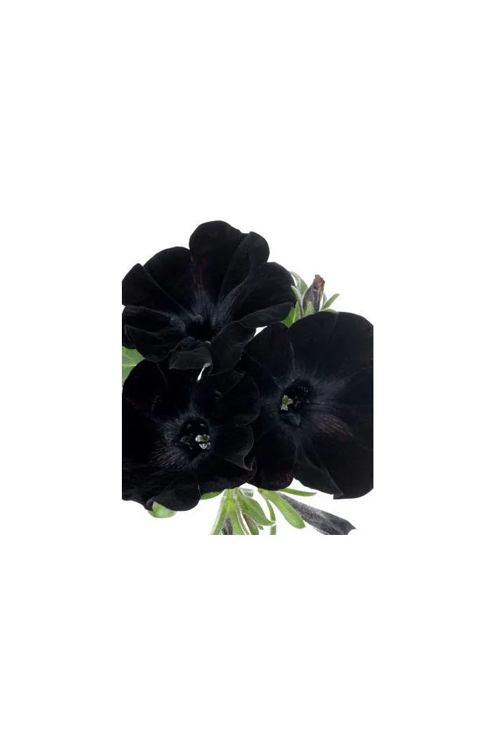 Sweetunia 'Black Mamba' div class'lat' Sweetunia /div