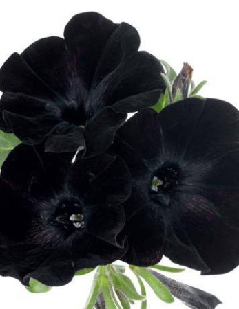 Sweetunia 'Black Mamba' div class'lat' Sweetunia /div