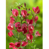 Żarnowiec 'Booskop Ruby' Cytisus
