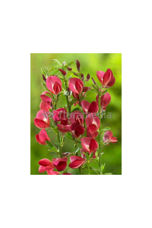 Żarnowiec 'Booskop Ruby' Cytisus