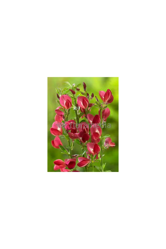 Żarnowiec 'Booskop Ruby' Cytisus