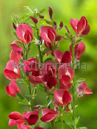 Żarnowiec 'Booskop Ruby' Cytisus