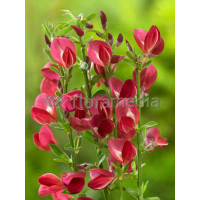 Żarnowiec 'Booskop Ruby' Cytisus