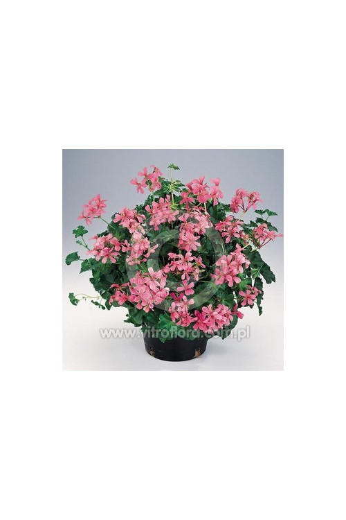 Pelargonia bluszczolistna 'Decora Rose'