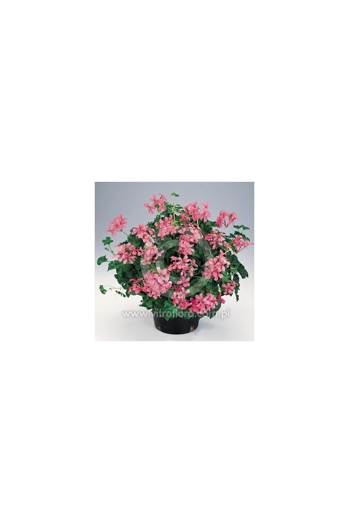 Pelargonia bluszczolistna 'Decora Rose'