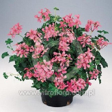 Pelargonia bluszczolistna 'Decora Rose'