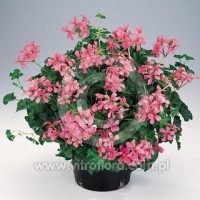 Pelargonia bluszczolistna 'Decora Rose'