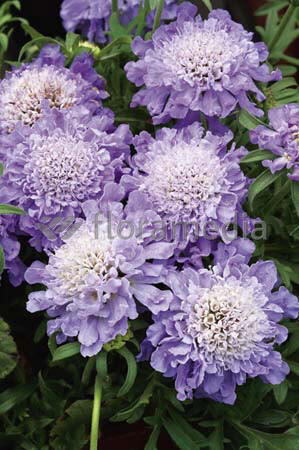 Driakiew 'Perfecta' | Scabiosa