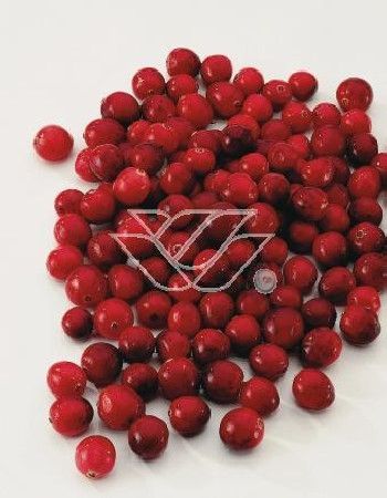 Żurawina wielkoowocowa Vaccinium macrocarpon