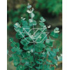 Eukaliptus górski Eucalyptus gunni