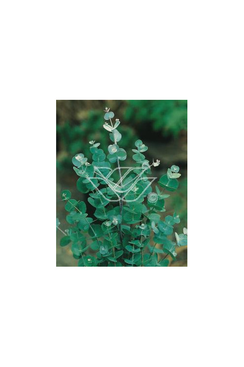 Eukaliptus górski Eucalyptus gunni