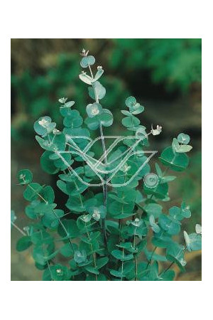 Eukaliptus górski Eucalyptus gunni