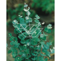 Eukaliptus górski Eucalyptus gunni