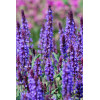Szałwia omszona 'Blue Field' | Salvia nemorosa