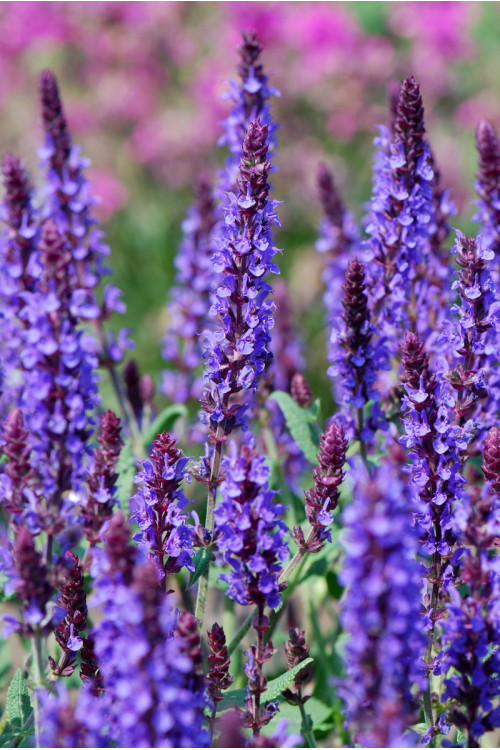 Szałwia omszona 'Blue Field' | Salvia nemorosa