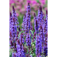 Szałwia omszona 'Blue Field' | Salvia nemorosa