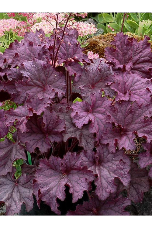 Żurawka 'Grande Amethyst' Heuchera