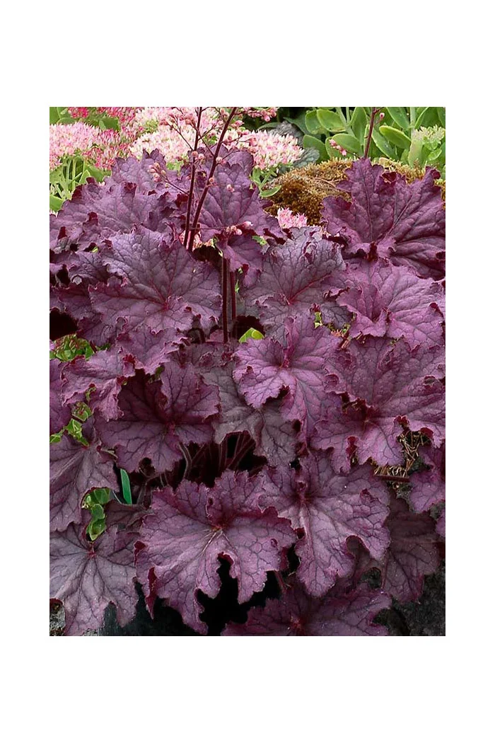Żurawka 'Grande Amethyst' Heuchera