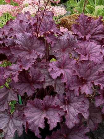 Żurawka 'Grande Amethyst' Heuchera